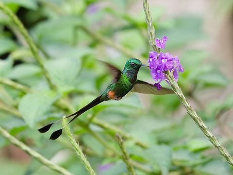 Peruvian Racket-tail  Geotagged,Ocreatus peruanus,Peru,Peruvian racket-tail,Spring