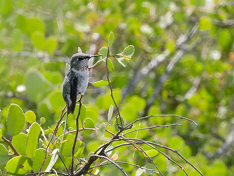 Peruvian Sheartail female Geotagged,Peru,Peruvian sheartail,Spring,Thaumastura cora,near endemic