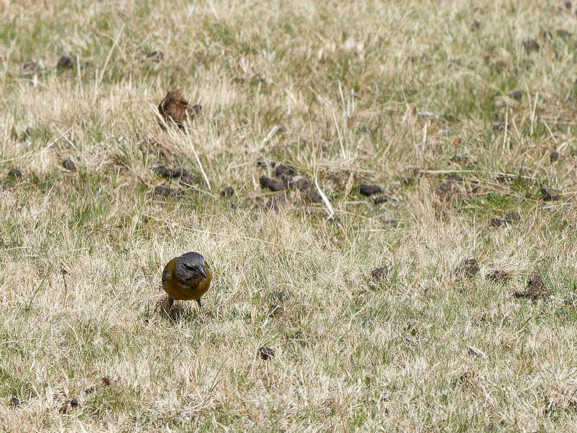 Peruvian Sierra Finch  Geotagged,Peru,Peruvian sierra finch,Phrygilus punensis,Spring