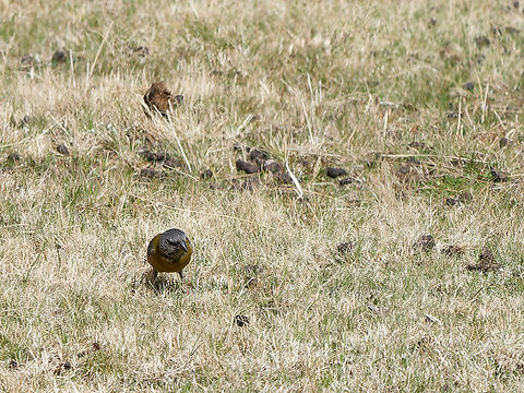 Peruvian Sierra Finch  Geotagged,Peru,Peruvian sierra finch,Phrygilus punensis,Spring