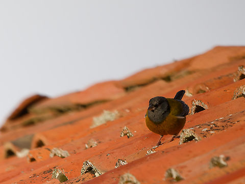 Peruvian Sierra-Finch male, unusual colour due to reflection  from the tiles Geotagged,Peru,Peruvian sierra finch,Phrygilus punensis,Spring,near endemic