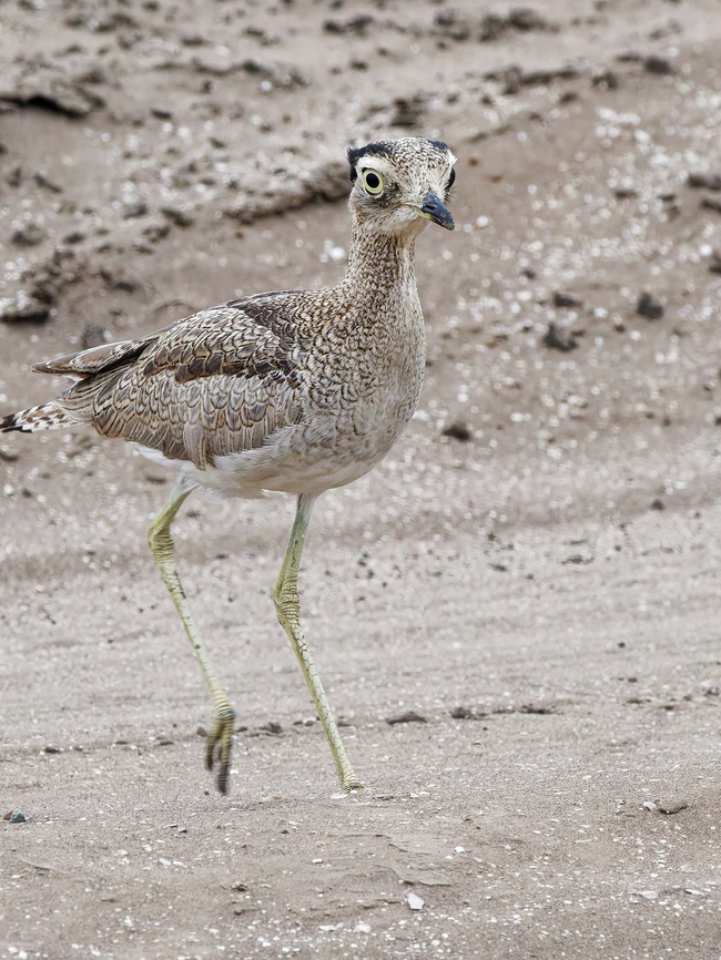Peruvian Thick-knee  Burhinus superciliaris,Geotagged,Peru,Peruvian Thick-knee,Spring