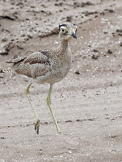 Peruvian Thick-knee  Burhinus superciliaris,Geotagged,Peru,Peruvian Thick-knee,Spring