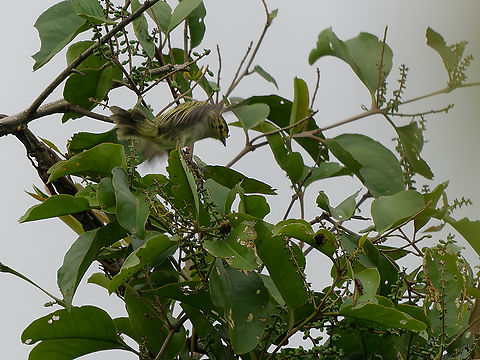 Peruvian Tyrannulet  Geotagged,Peru,Peruvian tyrannulet,Spring,Zimmerius viridiflavus