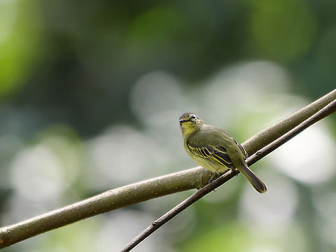 Peruvian Tyrannulet  Geotagged,Peru,Peruvian tyrannulet,Spring,Zimmerius viridiflavus