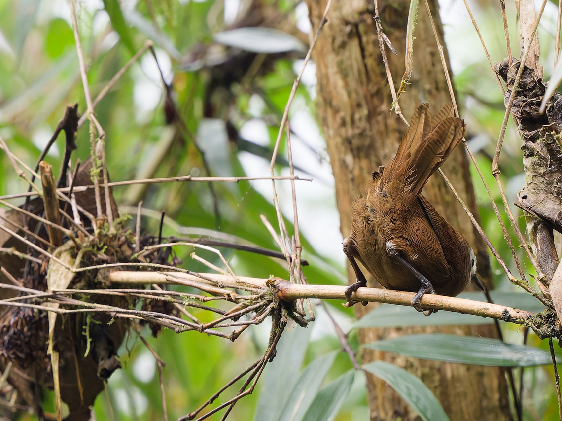 Peruvian Wren variant with white on face and forehead trying to hide this feature Cinnycerthia peruana,Endemic species,Geotagged,Peru,Peruvian wren,Spring
