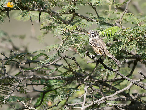 Pied-crested Tit-Tyrant female Anairetes reguloides,Geotagged,Peru,Pied-crested tit-tyrant,Spring