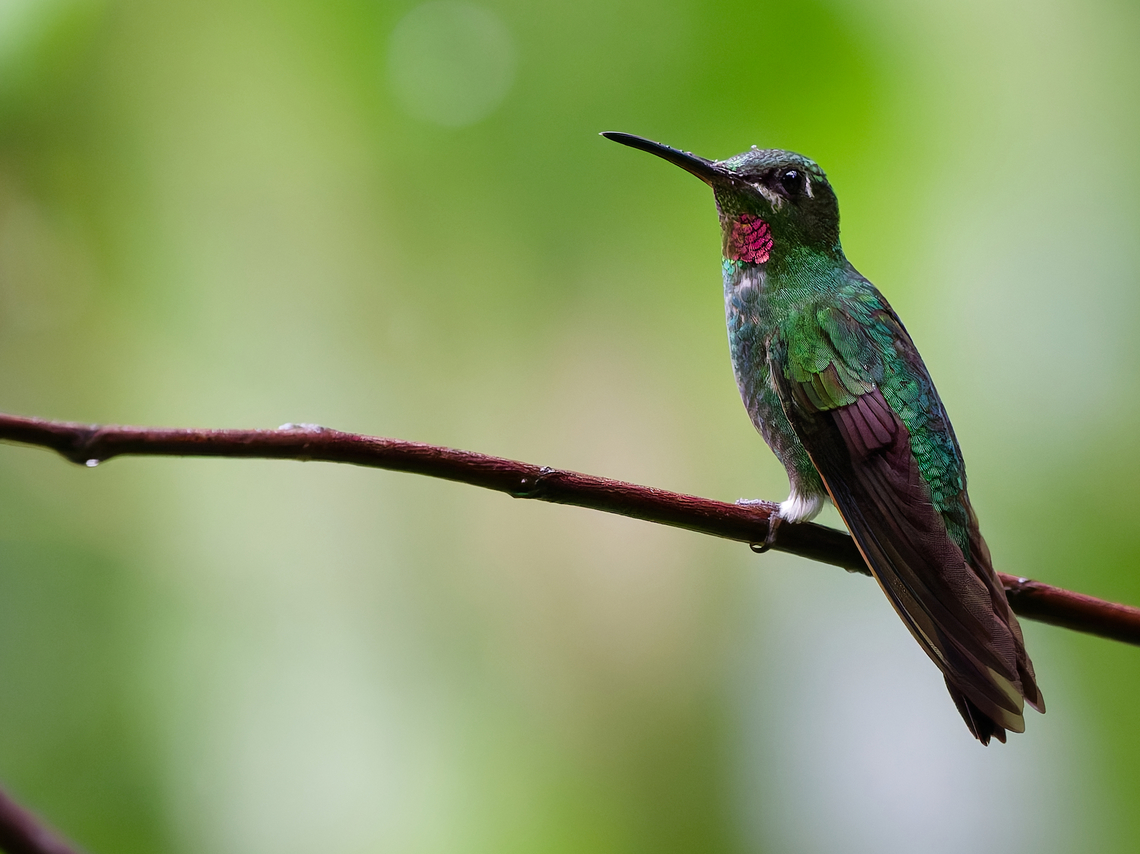 Pink-throated Brilliant  Geotagged,Heliodoxa gularis,Peru,Pink-throated brilliant,Spring