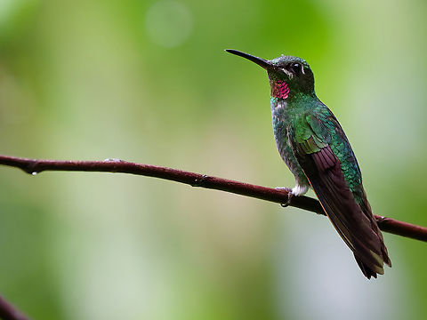 Pink-throated Brilliant  Geotagged,Heliodoxa gularis,Peru,Pink-throated brilliant,Spring
