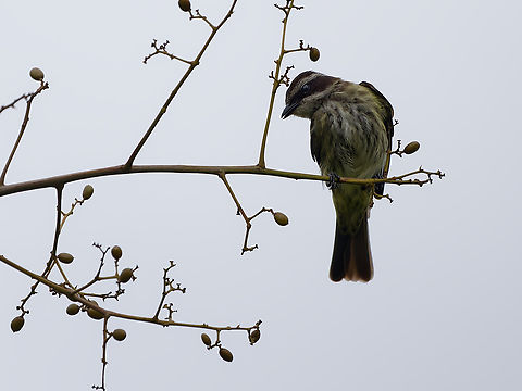 Piratic Flycatcher  Geotagged,Legatus leucophaius,Peru,Piratic flycatcher,Spring