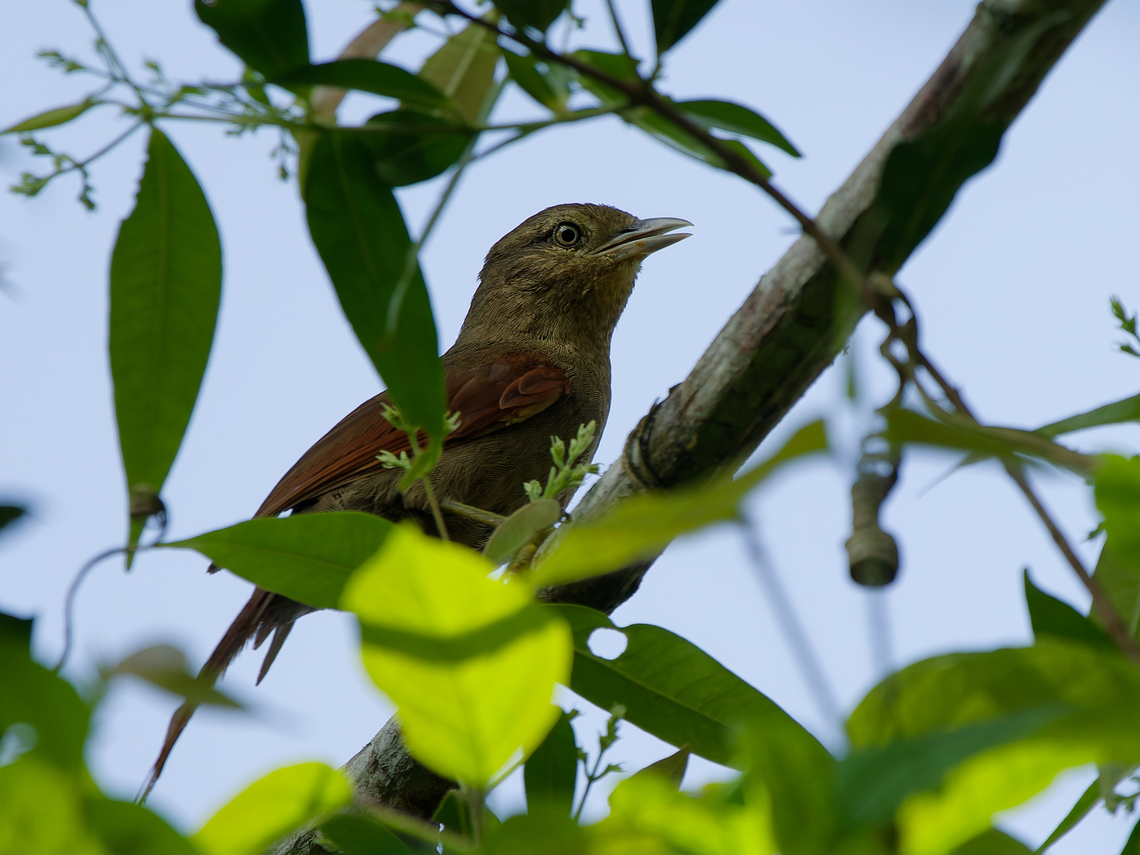 Plain Softtail  Geotagged,Peru,Plain softtail,Spring,Thripophaga fusciceps