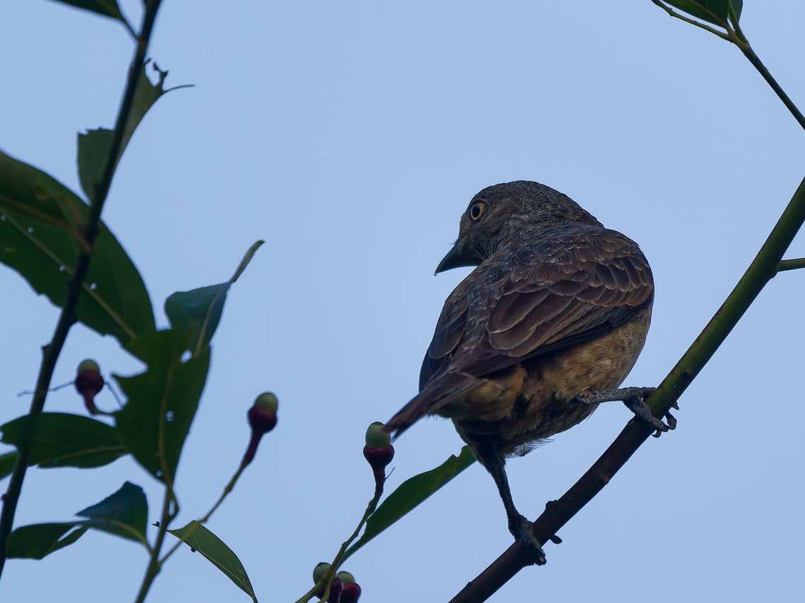 Plum-throated Cotinga  Cotinga maynana,Geotagged,Peru,Plum-throated cotinga,Spring