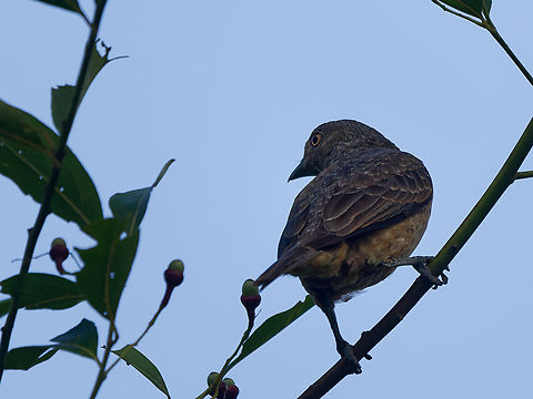 Plum-throated cotinga