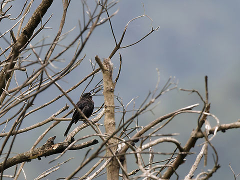 Plumbeous Black-Tyrant  Geotagged,Knipolegus cabanisi,Peru,Plumbeous Black-Tyrant,Spring