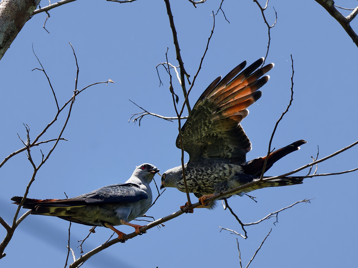 Plumbeous Kite begging  Geotagged,Ictinia plumbea,Peru,Plumbeous Kite,Spring