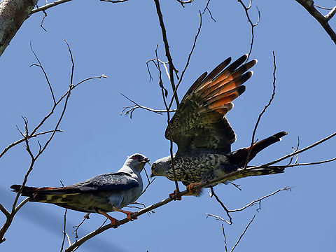 Plumbeous Kite begging  Geotagged,Ictinia plumbea,Peru,Plumbeous Kite,Spring