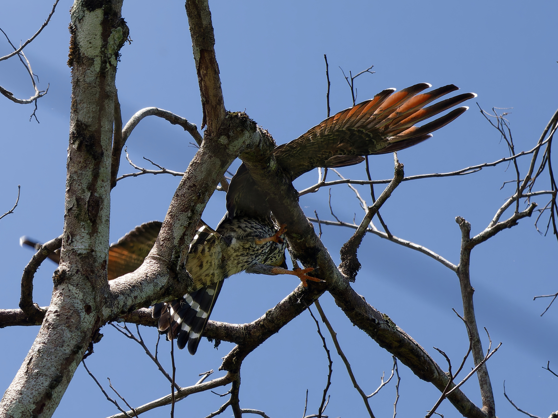 Plumbeous Kite juvenile trying to land on a branch, slipping with the claws and plopping into the nothing stopping with the wings Geotagged,Ictinia plumbea,Peru,Plumbeous Kite,Spring