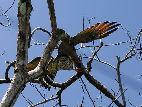 Plumbeous Kite juvenile trying to land on a branch, slipping with the claws and plopping into the nothing stopping with the wings Geotagged,Ictinia plumbea,Peru,Plumbeous Kite,Spring