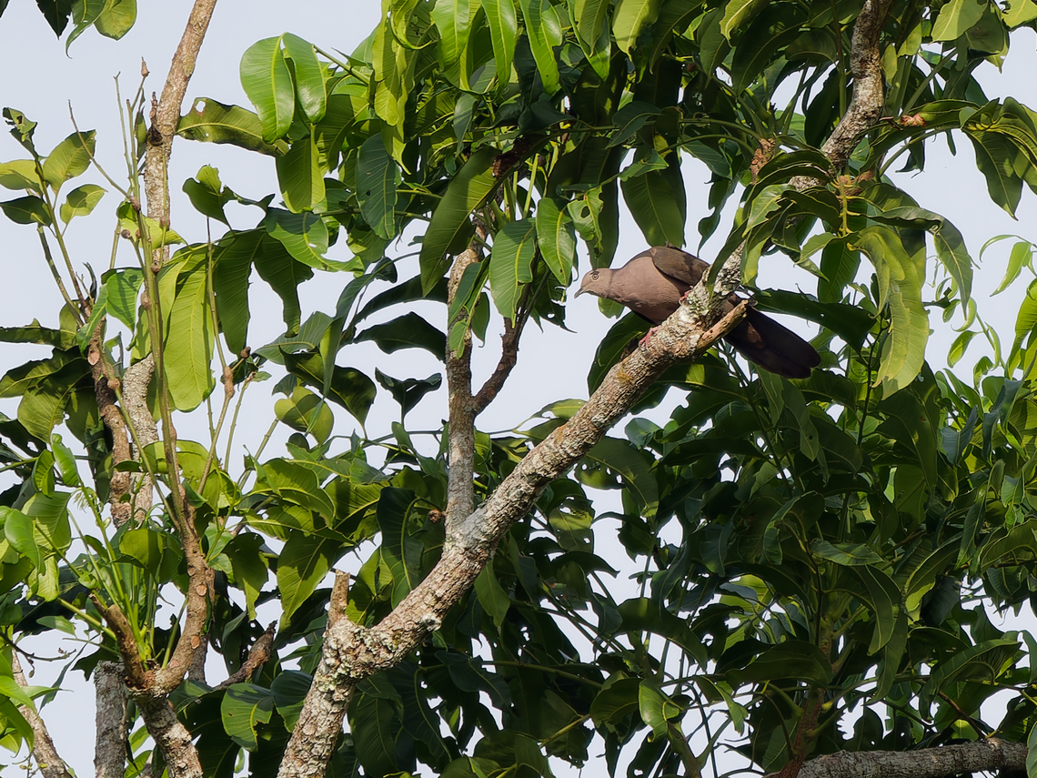 Plumbeous Pigeon in Peru  Geotagged,Patagioenas plumbea,Peru,Plumbeous pigeon,Spring