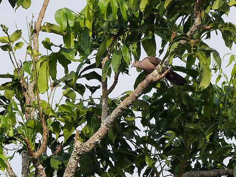 Plumbeous Pigeon in Peru  Geotagged,Patagioenas plumbea,Peru,Plumbeous pigeon,Spring