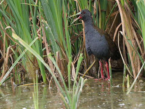 Plumbeous Rail  Geotagged,Pardirallus sanguinolentus,Peru,Plumbeous rail,Spring