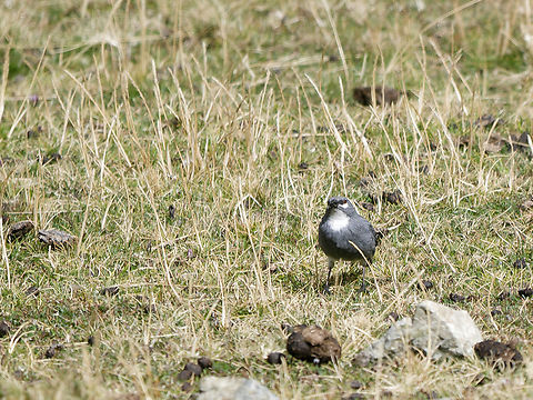 Glacier Finch  Geotagged,Glacier finch,Idiopsar speculifer,Peru,Spring