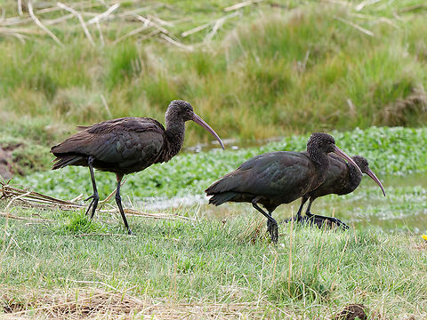 Puna Ibis in Peru This Ibis is named after the ecoregion Puna Grassland above the treeline at 3200–3500 m , and below the permanent snow line above 4500–5000, cp. https://en.wikipedia.org/wiki/Puna_grassland Geotagged,Peru,Plegadis ridgwayi,Puna Ibis,Spring