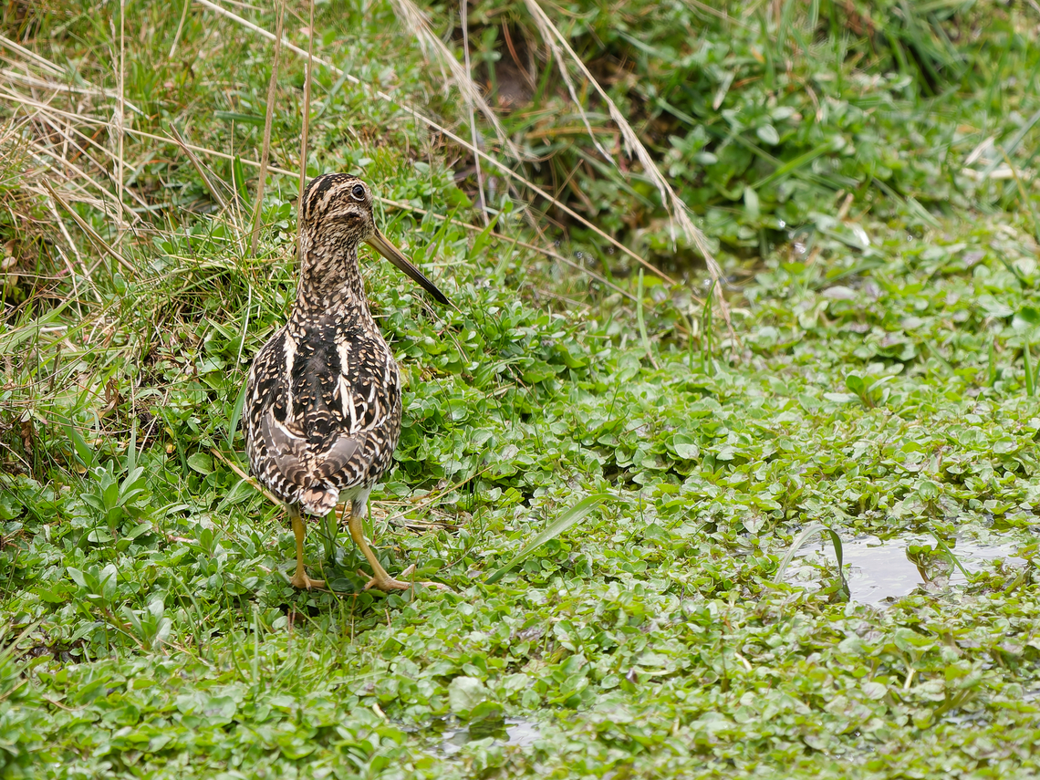 Puna Snipe  Gallinago andina,Geotagged,Peru,Puna snipe,Spring