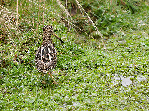 Puna Snipe  Gallinago andina,Geotagged,Peru,Puna snipe,Spring