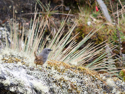 Puna Tapaculo  Geotagged,Peru,Puna tapaculo,Scytalopus simonsi,Spring,near endemic