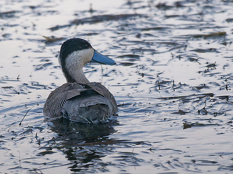 Puna Teal  Anas puna,Geotagged,Peru,Puna teal,Spring