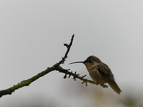 Purple-collared Woodstar  Geotagged,Myrtis fanny,Peru,Purple-collared woodstar,Spring,near endemic