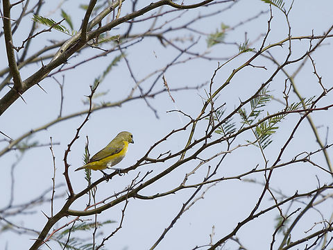 Purple-throated Euphonia female Euphonia chlorotica,Geotagged,Peru,Purple-throated euphonia,Spring