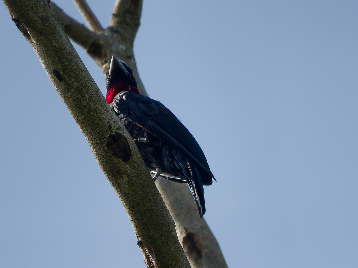 Purple-throated Fruitcrow  Geotagged,Peru,Purple-throated fruitcrow,Querula purpurata,Spring