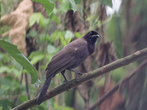 Purplish Jay  Cyanocorax cyanomelas,Geotagged,Peru,Purplish jay,Spring