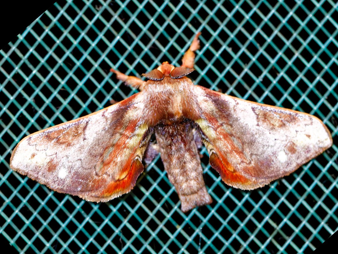 Quentalia sp Butterfly sp.  Geotagged,Peru,Spring