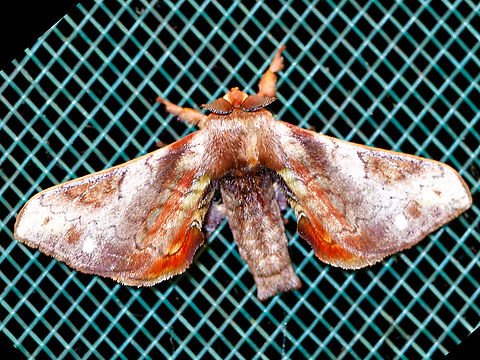 Quentalia sp Butterfly sp.  Geotagged,Peru,Spring