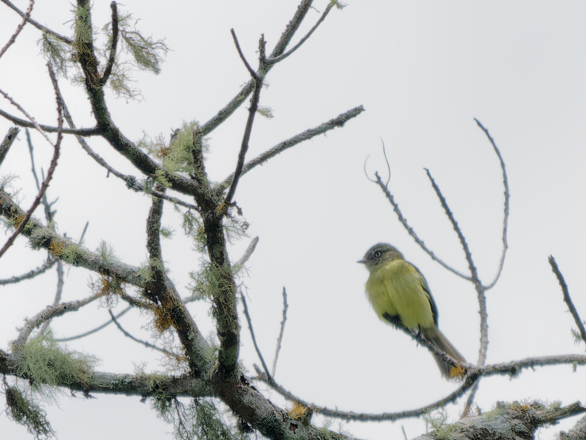 Red-billed Tyrannulet  Geotagged,Peru,Red-billed tyrannulet,Spring,Zimmerius cinereicapilla