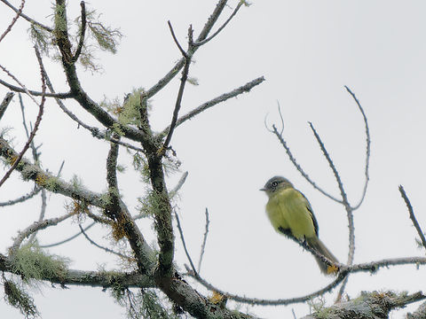 Red-billed Tyrannulet  Geotagged,Peru,Red-billed tyrannulet,Spring,Zimmerius cinereicapilla