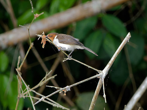 Red-capped Cardinal imm missing immature, nominate form (ssp. P.g.gularis) Geotagged,Paroaria gularis,Peru,Red-capped cardinal,Spring