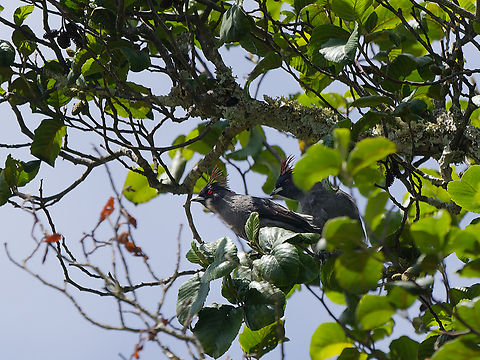 Red-crested Cotinga with crest Ampelion rubrocristatus,Geotagged,Peru,Red-crested cotinga,Spring