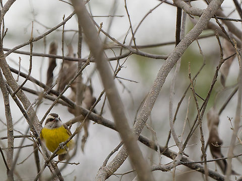 Bananaquit  Bananaquit,Coereba flaveola,Geotagged,Peru,Spring