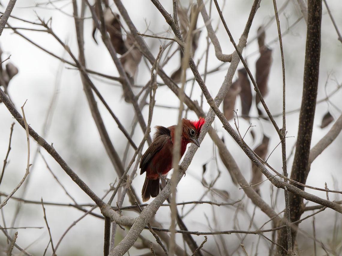 Red-crested Finch displaying crest Coryphospingus cucullatus,Geotagged,Peru,Red pileated finch,Spring