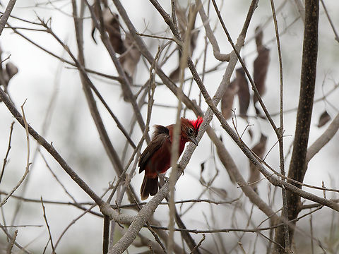 Red-crested Finch displaying crest Coryphospingus cucullatus,Geotagged,Peru,Red pileated finch,Spring