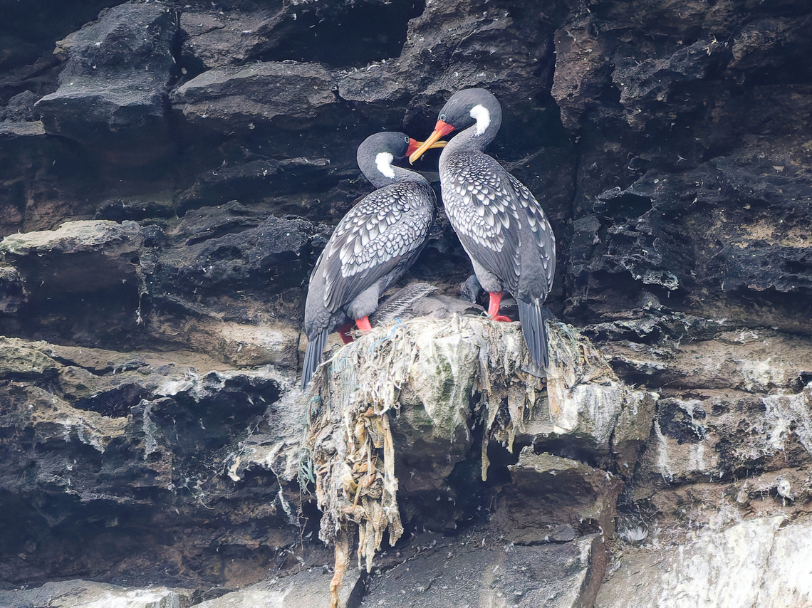Red-legged Cormorant couple thinking about nesting Geotagged,Peru,Phalacrocorax gaimardi,Red-legged cormorant,Spring