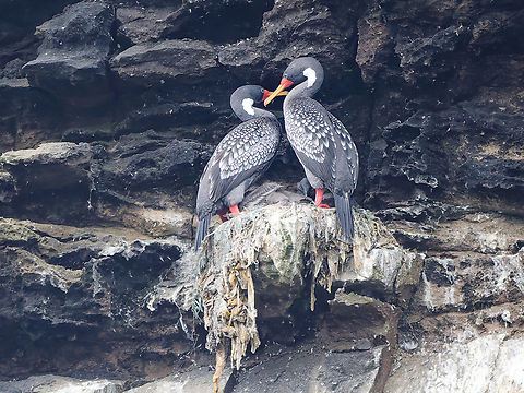 Red-legged Cormorant couple thinking about nesting Geotagged,Peru,Phalacrocorax gaimardi,Red-legged cormorant,Spring