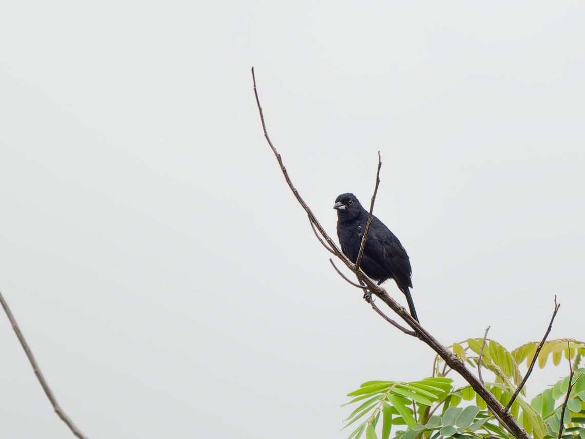 Red-shouldered Tanager all-black male, at best small reddish spot at the shoulder, here more whitish Geotagged,Peru,Red-shouldered tanager,Spring,Tachyphonus phoenicius