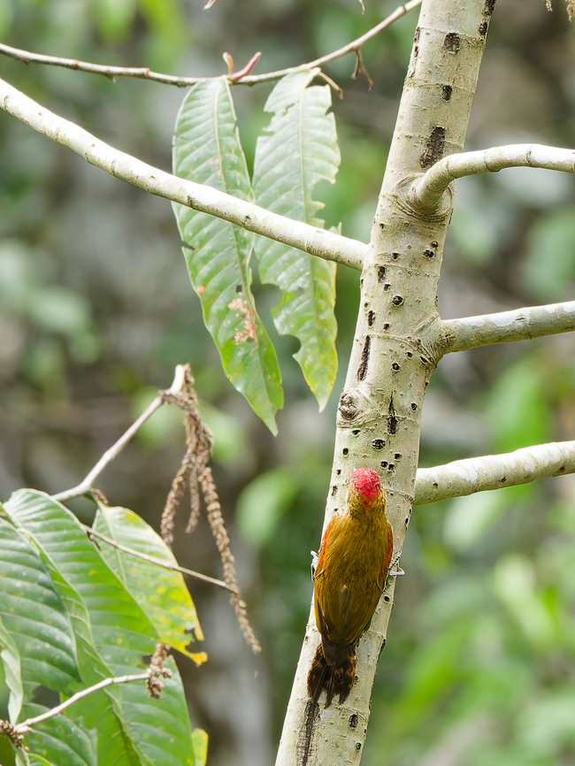 Red-stained Woodpecker  Geotagged,Peru,Red-stained woodpecker,Spring,Veniliornis affinis