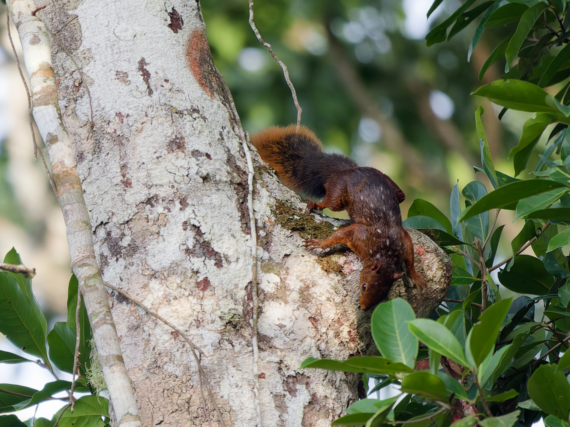 Red-tailed Squirrel  Geotagged,Peru,Red-tailed squirrel,Sciurus granatensis,Spring