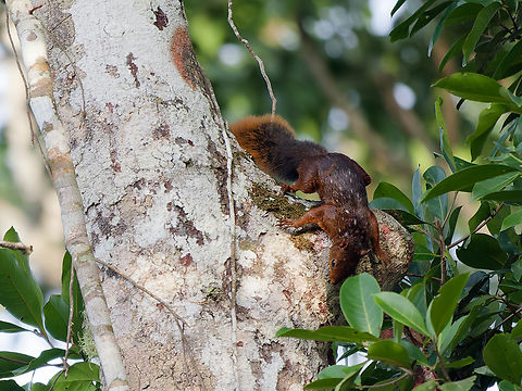 Red-tailed Squirrel  Geotagged,Peru,Red-tailed squirrel,Sciurus granatensis,Spring